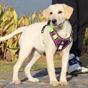 Pet Supplier Dog Harness Vest Neck Adjustable No Pull Dog Harness Tactical Military Service Vest